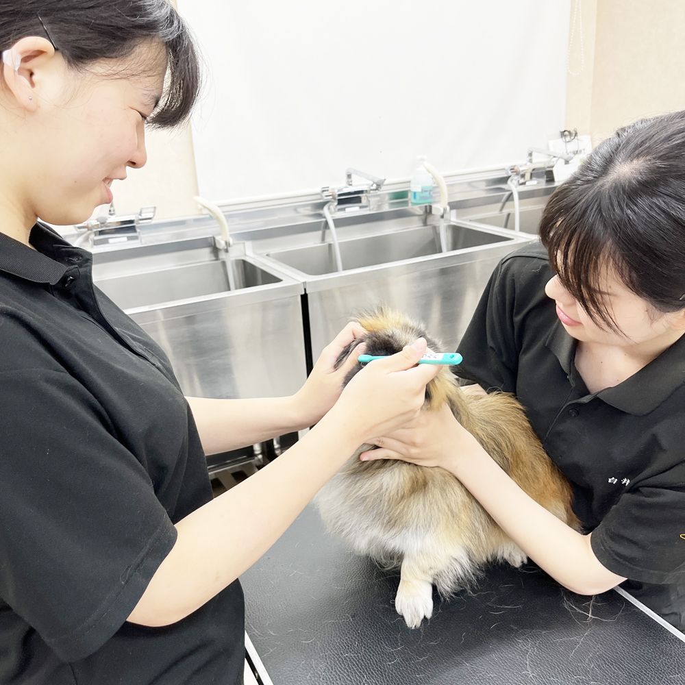 ２年生の看護実習～保定＆歯みがき～